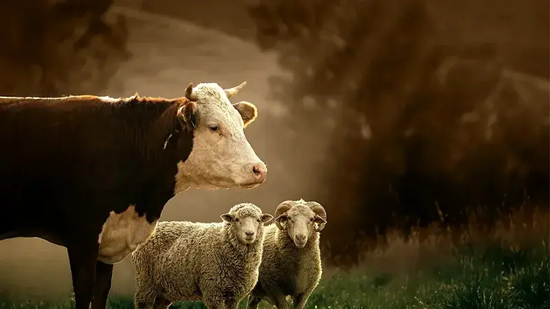 DUHA Kurban Organizasyonu